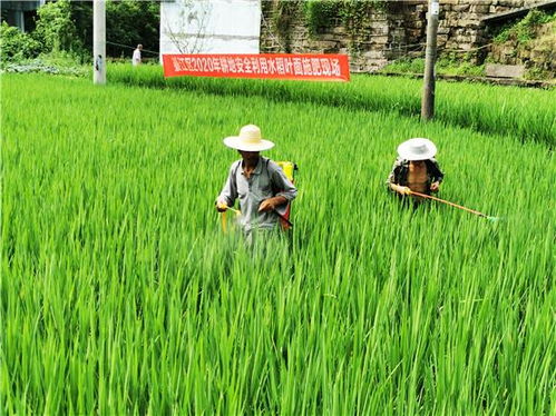 綦江區(qū)務(wù)實(shí)推進(jìn)耕地安全利用 助推農(nóng)產(chǎn)品品牌建設(shè)