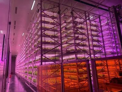 顛覆農(nóng)業(yè)刻板印象,中國植物工廠“點(diǎn)亮”資本前路