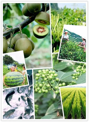 【圖說】“硒”望無限!看看江津富硒產(chǎn)業(yè)為什么這樣火?