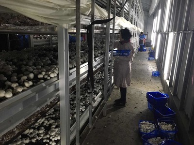 “金山味道”飄香四方,上海首家國(guó)家現(xiàn)代農(nóng)業(yè)產(chǎn)業(yè)園在金山創(chuàng)建成功