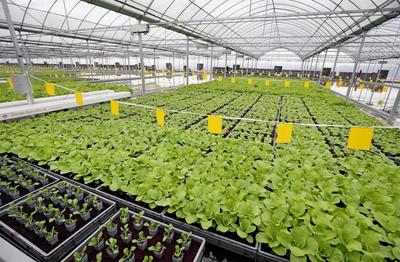 畝產(chǎn)6萬斤有機(jī)蔬菜,全年天天采收、幾乎無人的“蔬菜工廠”長(zhǎng)啥樣?
