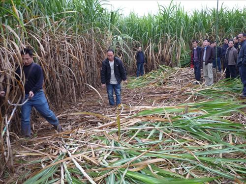 【供應科豐牌小型收割機(圖)】價格,廠家,圖片,其他農業(yè)機械,桂林高新區(qū)科豐機械有限責任公司-