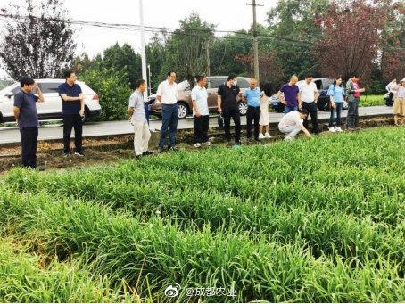 農業(yè)農村部農產(chǎn)品質量安全監(jiān)管司到成都市郫都區(qū)調研農藥殘留治理工作