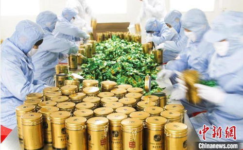 萬畝 豐縣牛蒡 助力鄉(xiāng)村振興 漢皇故里江蘇豐縣再領風騷