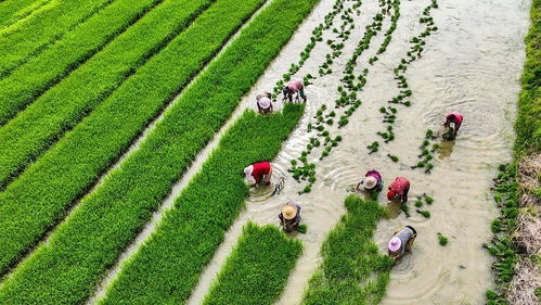 中國農業(yè)綠色發(fā)展報告2022 發(fā)布