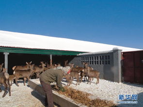 農行多措并舉幫扶當?shù)?三農 助力精準扶貧