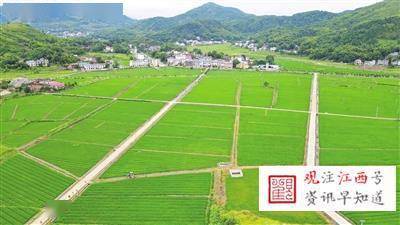 萍鄉(xiāng)千畝高標(biāo)準(zhǔn)水稻制種基地 助推現(xiàn)代農(nóng)業(yè)發(fā)展新篇章