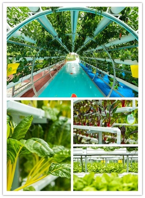 中秋有氧之旅 探訪益陽現(xiàn)代農(nóng)業(yè)嘉年華，與湖南衛(wèi)視李銳村長共度佳節(jié)